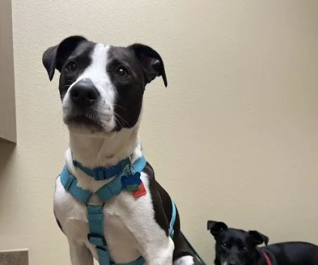 ABC Veterinary Clinic of Lewisville