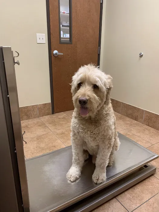 ABC Veterinary Clinic of Lewisville Picture 3