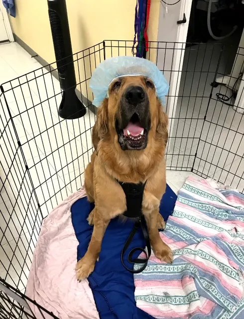 Cross Timbers Animal Medical Center Picture 2