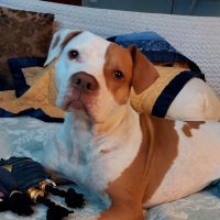 Cross Timbers Animal Medical Center ico