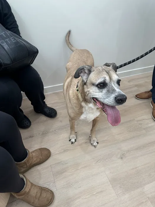Petfolk Veterinary & Urgent Care - Flower Mound Picture 6