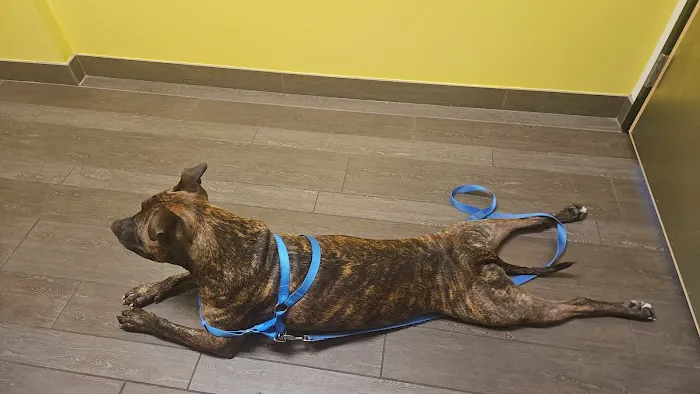 Banfield Pet Hospital Picture 7