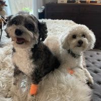 Banfield Pet Hospital ico