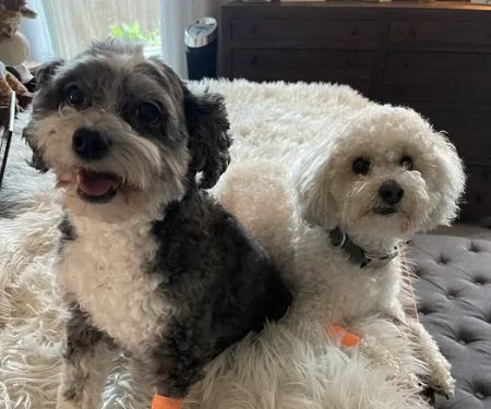 Banfield Pet Hospital