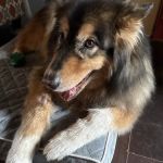 Veterinary Dentistry and Oral Surgery of North Texas