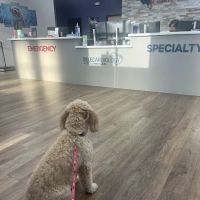 TeleCardiology by CVCA ico