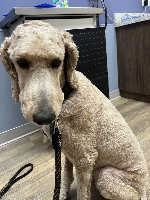 Flower Mound Veterinary Emergency & Specialty Center Picture 2