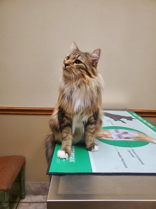 VCA Bent Tree Animal Hospital Picture 2