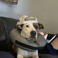 VCA Bent Tree Animal Hospital ico