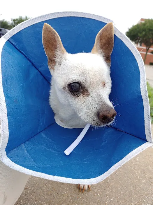 Veterinary Referral Center Picture 1