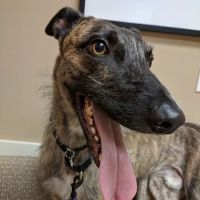 Animal Diagnostic Clinic ico