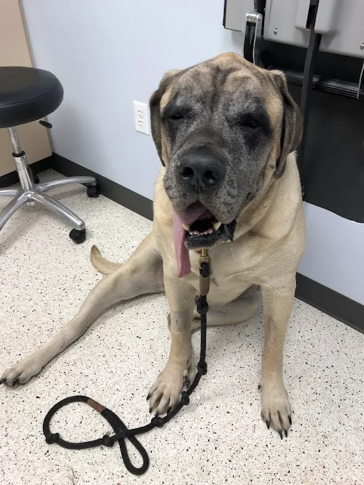 Animal Diagnostic Clinic Picture 6