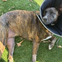 Dallas Veterinary Surgical Center (DVSC) - North Dallas ico
