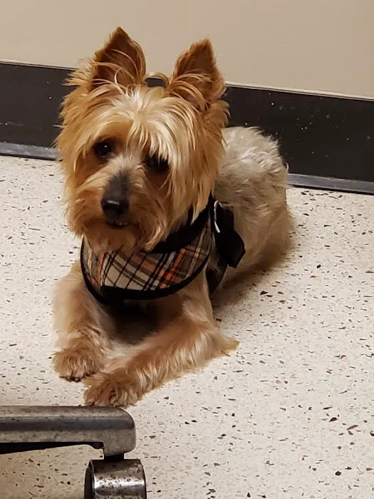Dallas Veterinary Surgical Center (DVSC) - North Dallas Picture 3