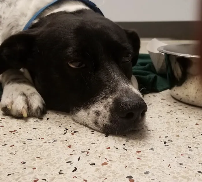 Dallas Veterinary Surgical Center (DVSC) - North Dallas Picture 2