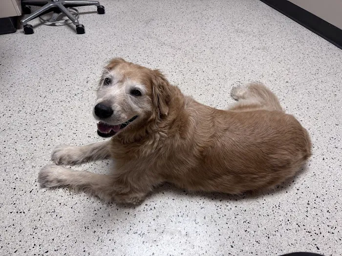 Dallas Veterinary Surgical Center (DVSC) - North Dallas Picture 6