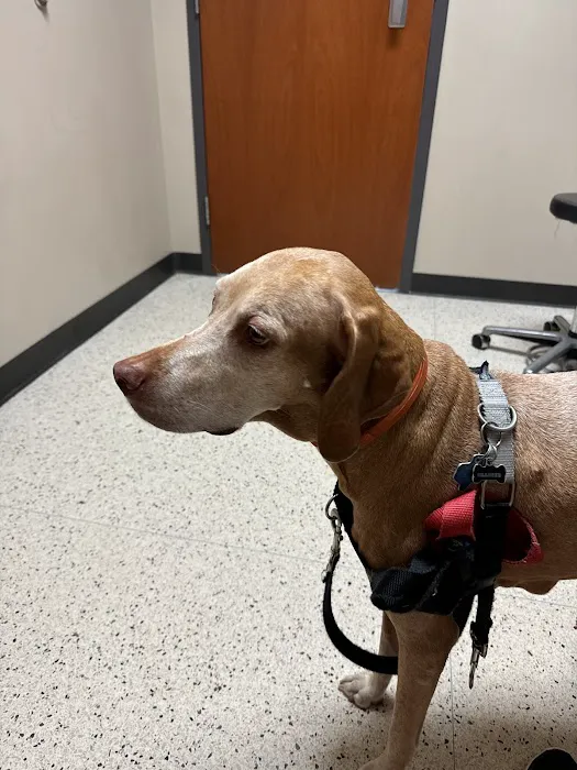 Dallas Veterinary Surgical Center (DVSC) - North Dallas Picture 4