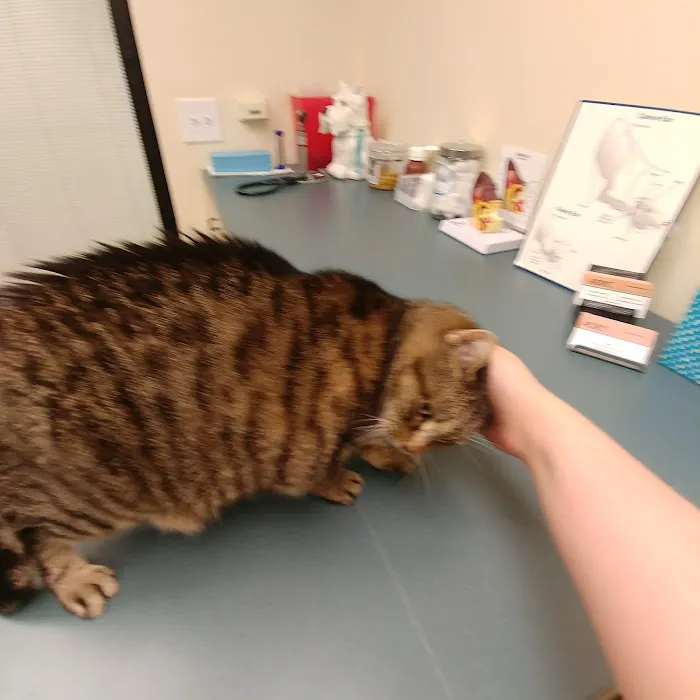 Animal Dermatology Clinic Picture 9