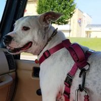 Animal Dermatology Clinic ico