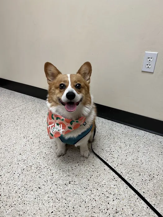 Animal Dermatology Clinic Picture 8