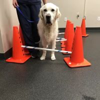 North Texas Animal Rehabilitation ico