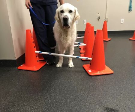 North Texas Animal Rehabilitation