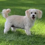 Emergency Animal Hospital of Collin County West