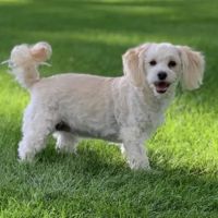 Emergency Animal Hospital of Collin County West ico