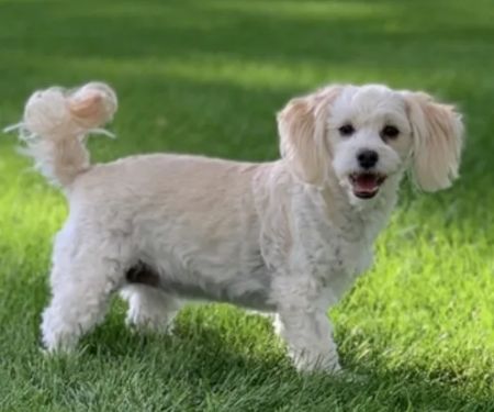 Emergency Animal Hospital of Collin County West