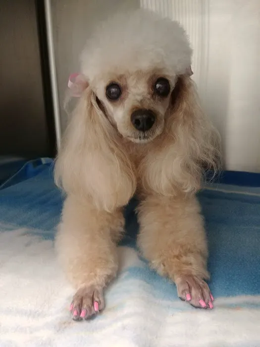 North Tollway Pet Hospital Picture 2
