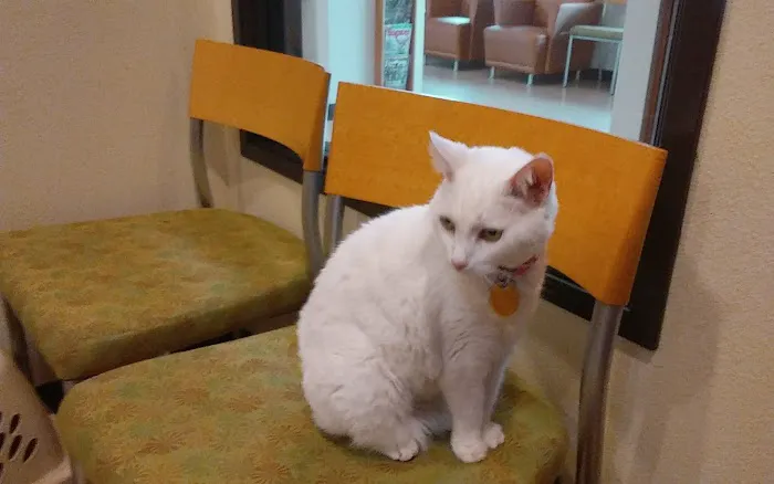 All Creatures Veterinary Center Picture 7