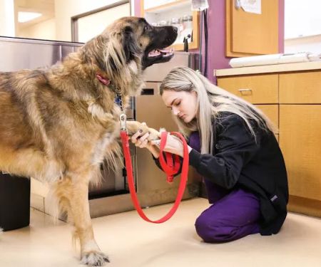 All Creatures Veterinary Center