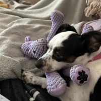 ABC Animal Clinic and Hospital ico