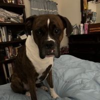 Banfield Pet Hospital ico