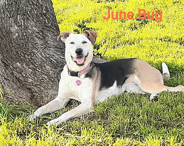 Mellina Animal Hospital Picture 10
