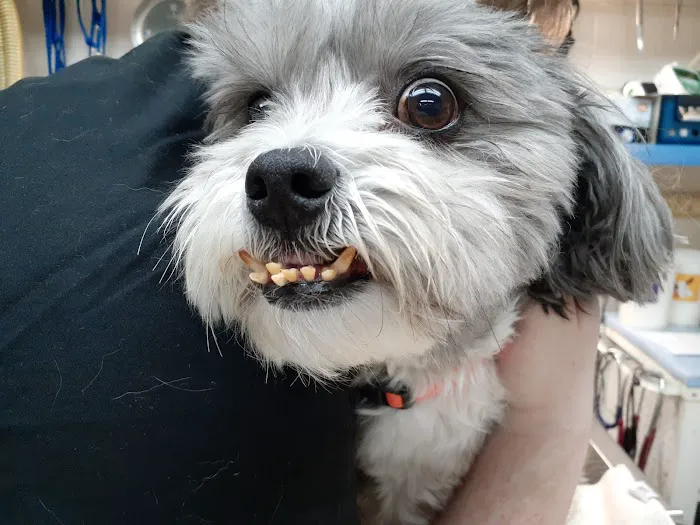 Mellina Animal Hospital Picture 8