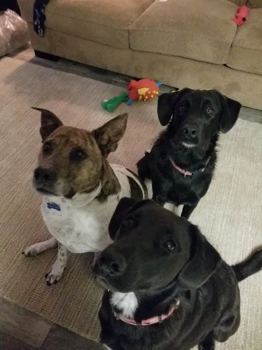 Mellina Animal Hospital Picture 7
