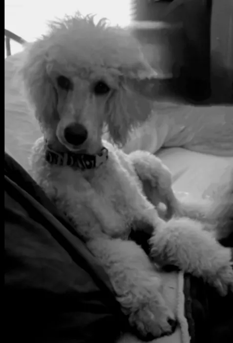 Mellina Animal Hospital Picture 5
