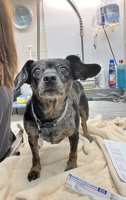 Mellina Animal Hospital Picture 6