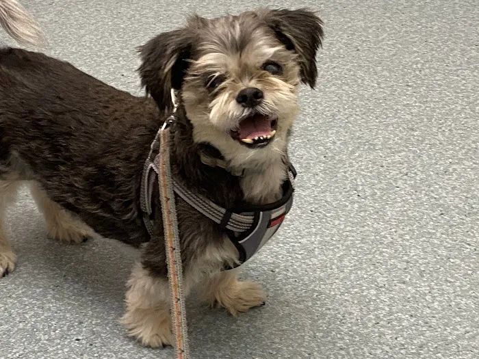 Central Animal Hospital Picture 6