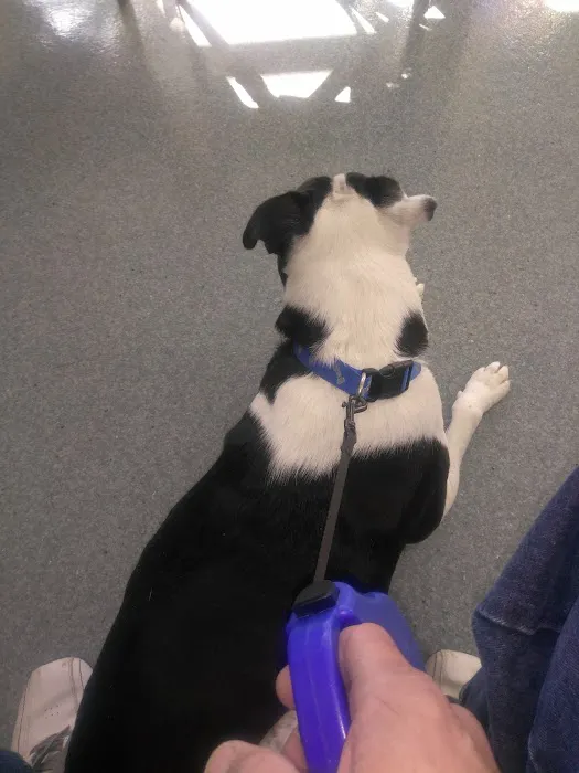 Central Animal Hospital Picture 7