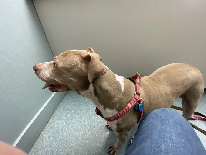 Central Animal Hospital Picture 4