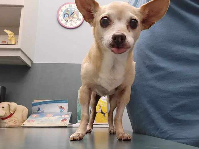 Central Animal Hospital Picture 10