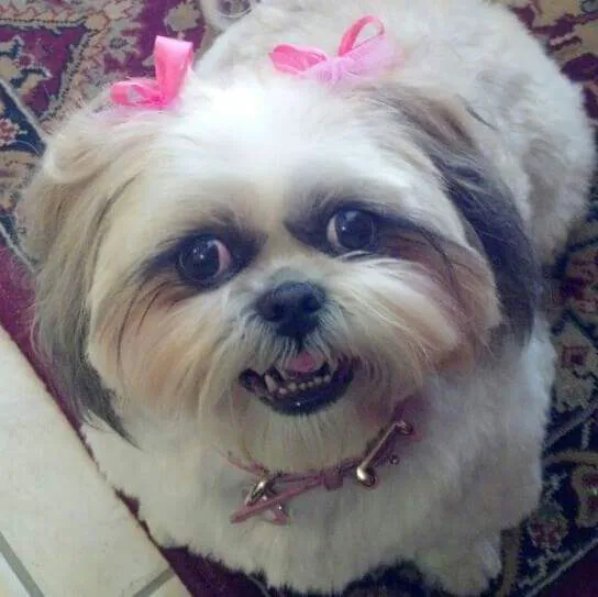 Central Animal Hospital Picture 2
