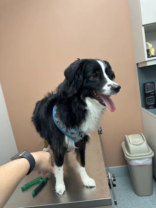 Central Animal Hospital Picture 9