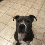 Southside Veterinary Clinic