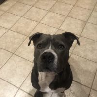 Southside Veterinary Clinic ico