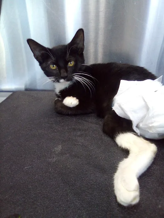 Southside Veterinary Clinic Picture 6
