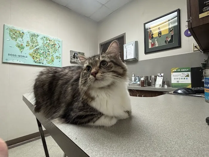 University Animal Hospital Picture 3