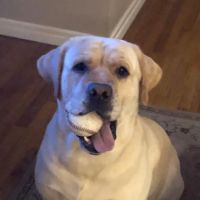University Animal Hospital ico